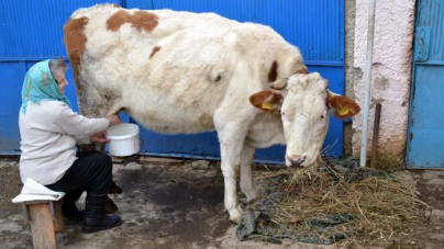 Pentru că laptele nu mai are preț, țăranii maramureșeni își vând vitele