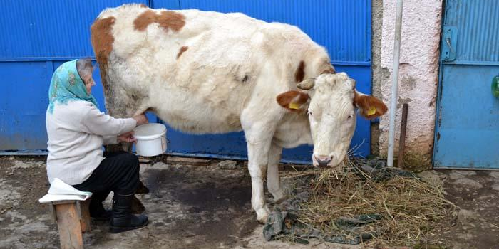 Pentru că laptele nu mai are preț, țăranii maramureșeni își vând vitele