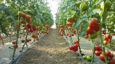66.000 de euro plătiți către 22 de cultivatori de roșii din Maramureș