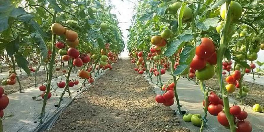66.000 de euro plătiți către 22 de cultivatori de roșii din Maramureș