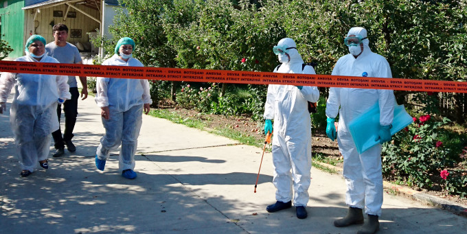 După confirmarea celor trei focare de pestă porcină africană din Maramureș, s-a dat drumul la vânatoarea de mistreți