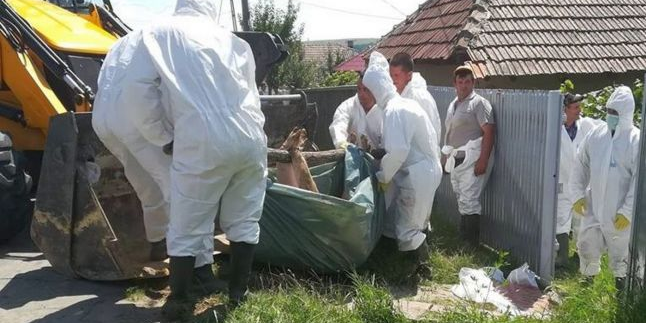 Încă o suspiciune de pestă porcină: în Oncești