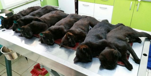 Trei zile de sterilizări gratuite pentru câini și pisici, în trei localități diferite