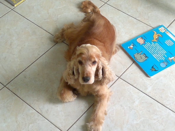 Câinii și pisicile, la vaccinat