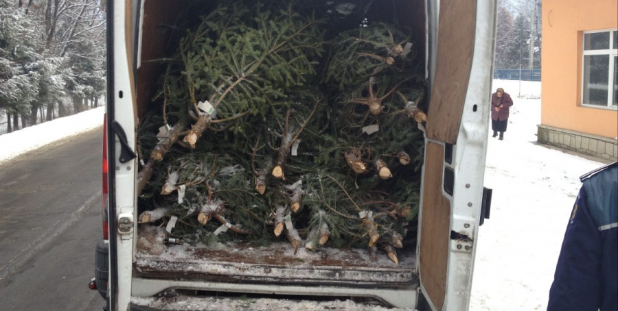 21 de pomi de Crăciun, abandonați în Pasul Prislop, când s-a aflat că este control