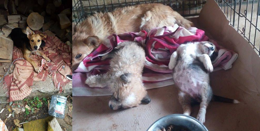 Scrisoarea celui mai bun prieten al omului către prietenul său, omul