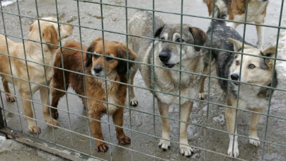 IPJ Maramureș: Completări la Legea 205/2004 privind protecția animalelor