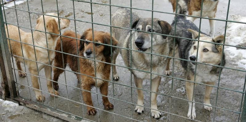 IPJ Maramureș: Completări la Legea 205/2004 privind protecția animalelor