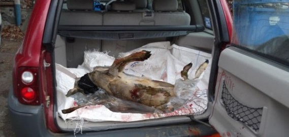 Braconajul de la miezul nopții