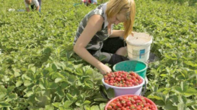 800 de locuri de muncă în Spania, la cules de căpșuni. Află salariul și condițiile de lucru