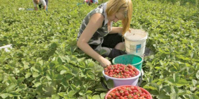 800 de locuri de muncă în Spania, la cules de căpșuni. Află salariul și condițiile de lucru