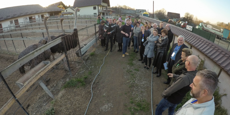 Lanțul alimentar județean, de la produsele tradiționale la fermele de struți (GALERIE FOTO)