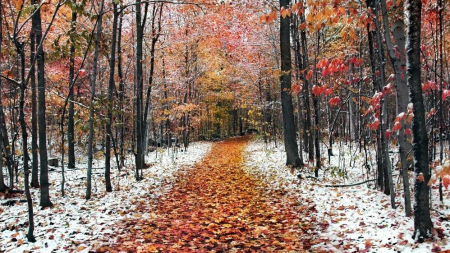 Vreme rece și umedă până vineri