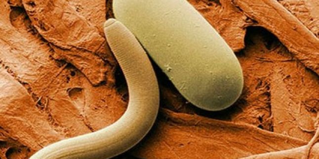 Emisiunea lunii decembrie: ”Feriți-vă de trichineloză”