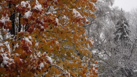 Cum va fi vremea în următoarele zile