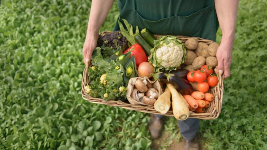 Cum stăm cu agricultura ecologică în Maramureş