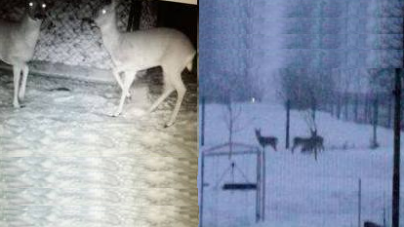 Căprioare sălbatice, hrănite de familia preotului din Hideaga