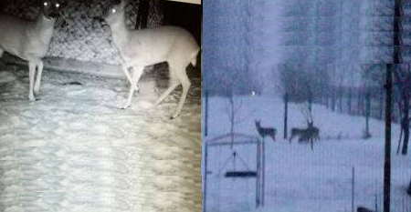 Căprioare sălbatice, hrănite de familia preotului din Hideaga