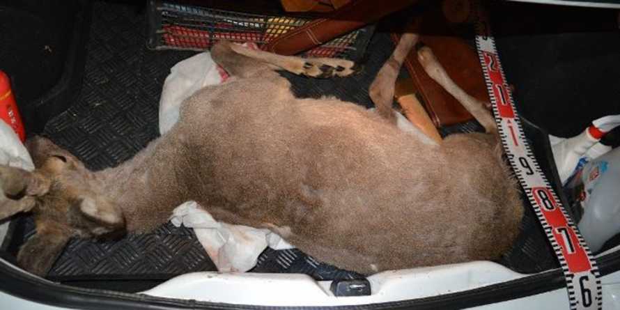 Cercetați pentru braconarea unui căprior