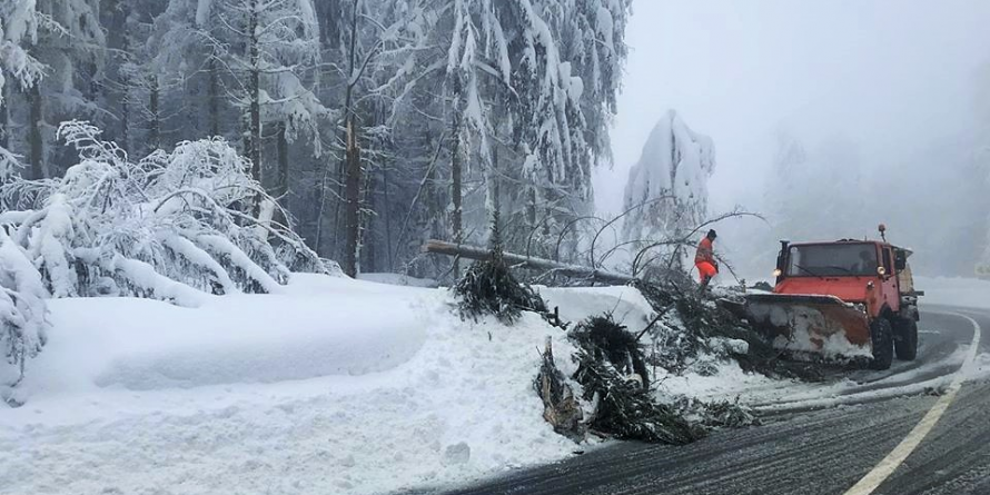 Un copac s-a prăbușit sub greutatea zăpezii, pe carosabilul DN 18, în Pasul Gutâi