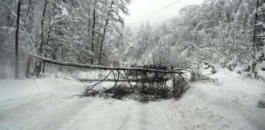 Arbori prăbușiți pe drum, sub greutatea zăpezii; sâmbătă – altă tură de ninsoare