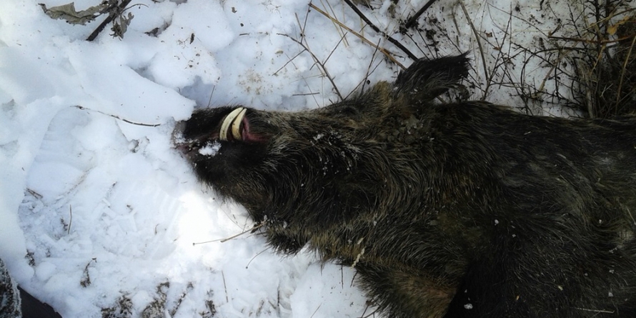 S-a ales cu dosar penal fiindcă a vânat un mistreț