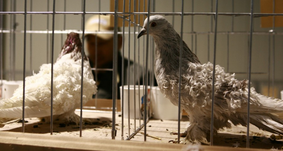 Expoziție de păsări și animale mici