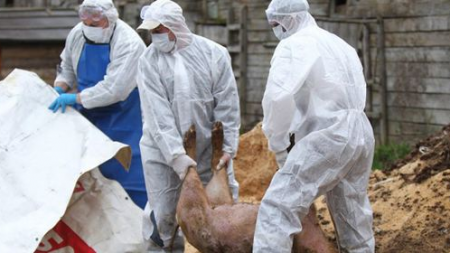 Pesta porcină africană  s-a întors din vacanța de sărbători și amenință iar Maramureșul