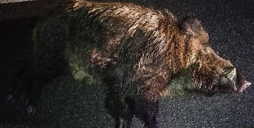 Mistrețul de la miezul nopții