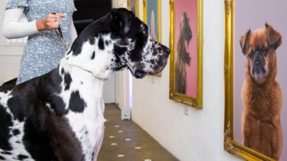 Galerie de artă pentru câini