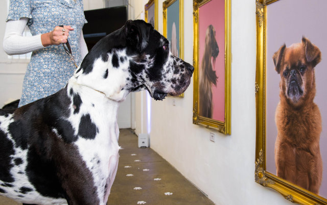 Galerie de artă pentru câini