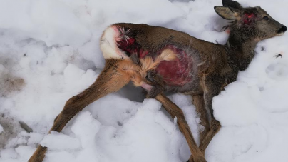 O metodă atipică de combatere a câinilor hoinari și a altor dăunători: ademenirea  cu leșuri de căprioare