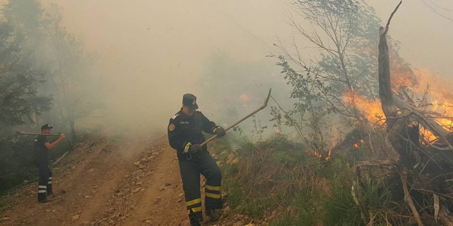 Sute de hectare de vegetație căzute pradă focului