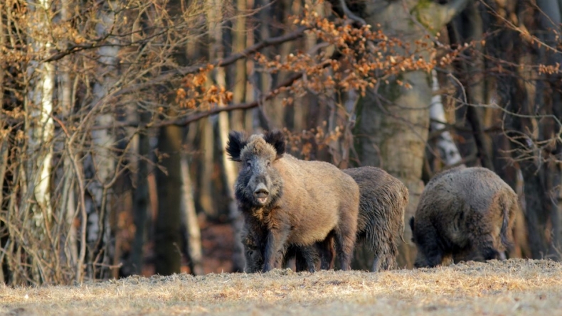 Tot mai multe pagube produse de mistreți