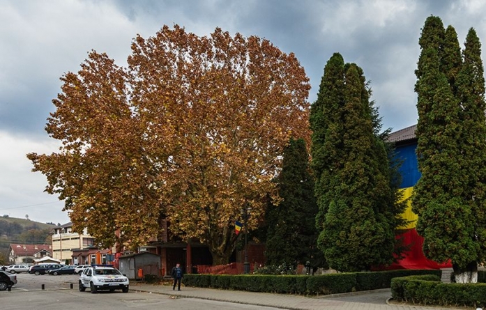 Un platan din România, în concursul ”Arborele european al anului 2019”. Votați-l! (GALERIE FOTO)