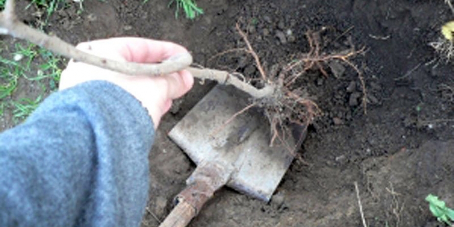 În două luni a furat o… livadă de meri