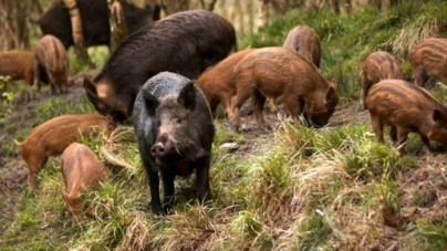 Mistreții din zona adiacentă  Groșii Tibleșului vor fi recoltați integral, după ce a fost confirmat  un caz de pestă porcină