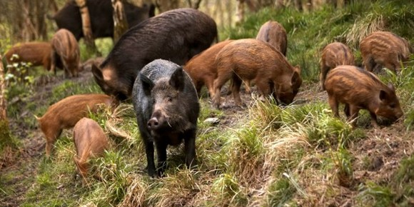 Mistreții din zona adiacentă  Groșii Tibleșului vor fi recoltați integral, după ce a fost confirmat  un caz de pestă porcină
