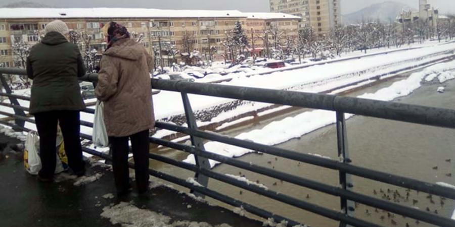 Raţele de pe Săsar, atracţie pentru băimăreni