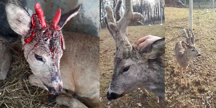 Incredibila poveste a căpriorului Rudy și a câinilor fără suflet (VIDEO)