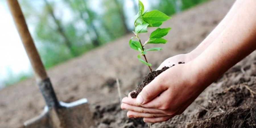„Săptămâna verde”: Elevii din mai multe unități de învățământ din județ vor ecologiza anumite zone și vor vizita pepiniere