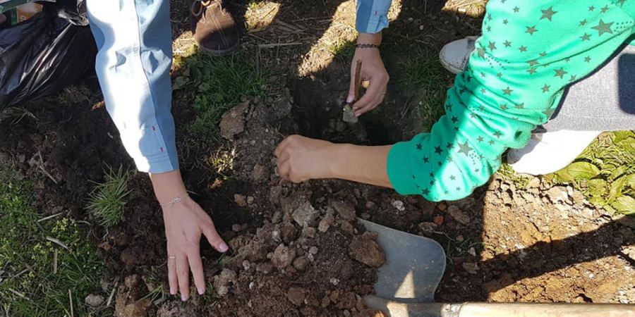 Trandafiri plantați la Muzeul Satului de copii de la case de tip familial (GALERIE FOTO)