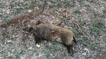 Pestă porcină africană confirmată la un mistreț găsit mort în Ocoliș