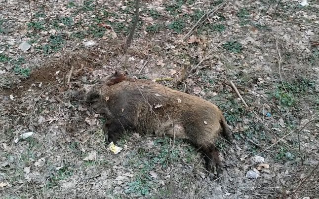 Pestă porcină africană confirmată la un mistreț găsit mort în Ocoliș