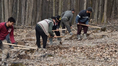 Plantare de puieți în pădurea din Fărcașa