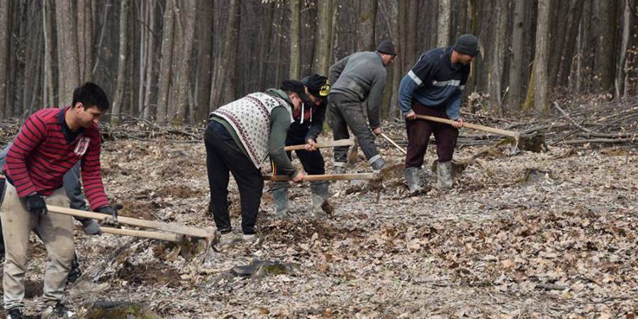 208 hectare vor fi împădurite în Maramureș în această primăvară; La nivel național se vor planta 19 milioane de puieți