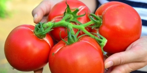 Fonduri alocate pentru programul „Tomata” în Maramureș