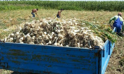 1000 de euro/hectar cultivat, ajutor pentru suținerea producției de usturoi