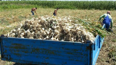 1000 de euro/hectar cultivat, ajutor pentru suținerea producției de usturoi