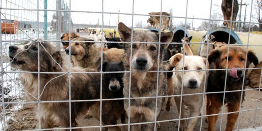 Subiectul câinilor fără stăpân – în continuare unul sensibil în Maramureș